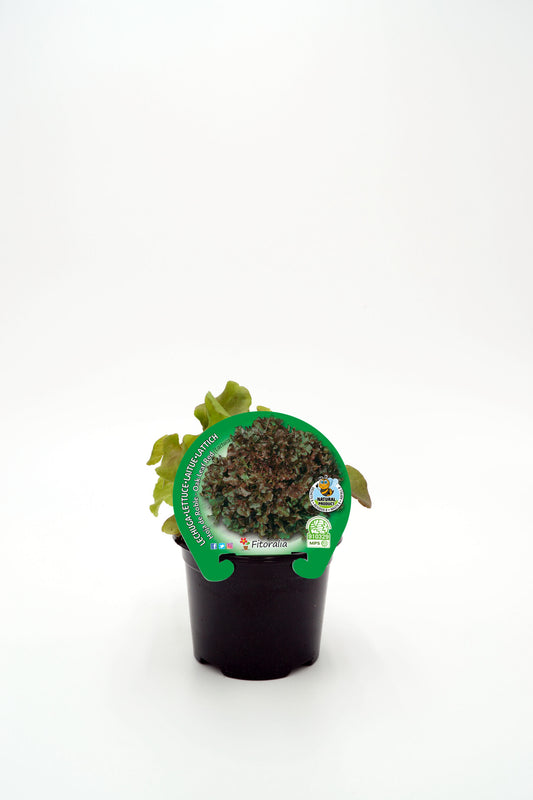 Plantón Lechuga Hoja De Roble En Maceta 10,5 Cm. Natural - Fitoralia_0