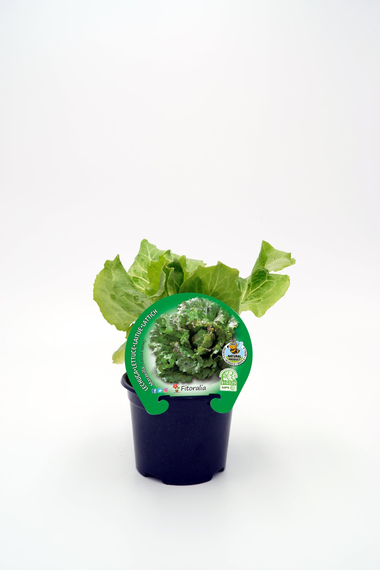 Plantón Lechuga Maravilla En Maceta 10,5 Cm. Natural - Fitoralia_0