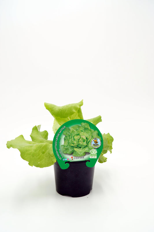 Plantón Lechuga Trocadero En Maceta 10,5 Cm. Natural - Fitoralia_0