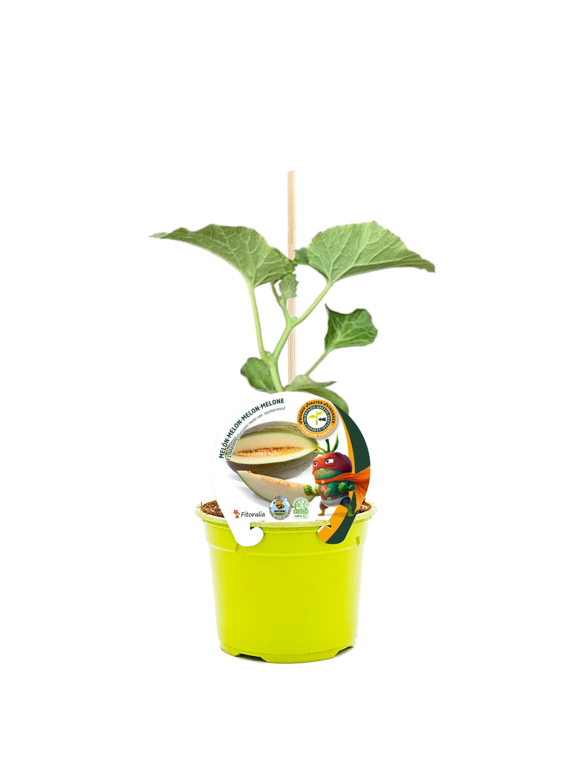 Plantón Melón Injertado Piel De Sapo En Maceta De 12 Cm. Natural – Fitoralia_0
