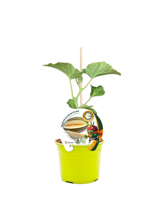 Plantón Melón Injertado Piel De Sapo En Maceta De 12 Cm. Natural – Fitoralia_0