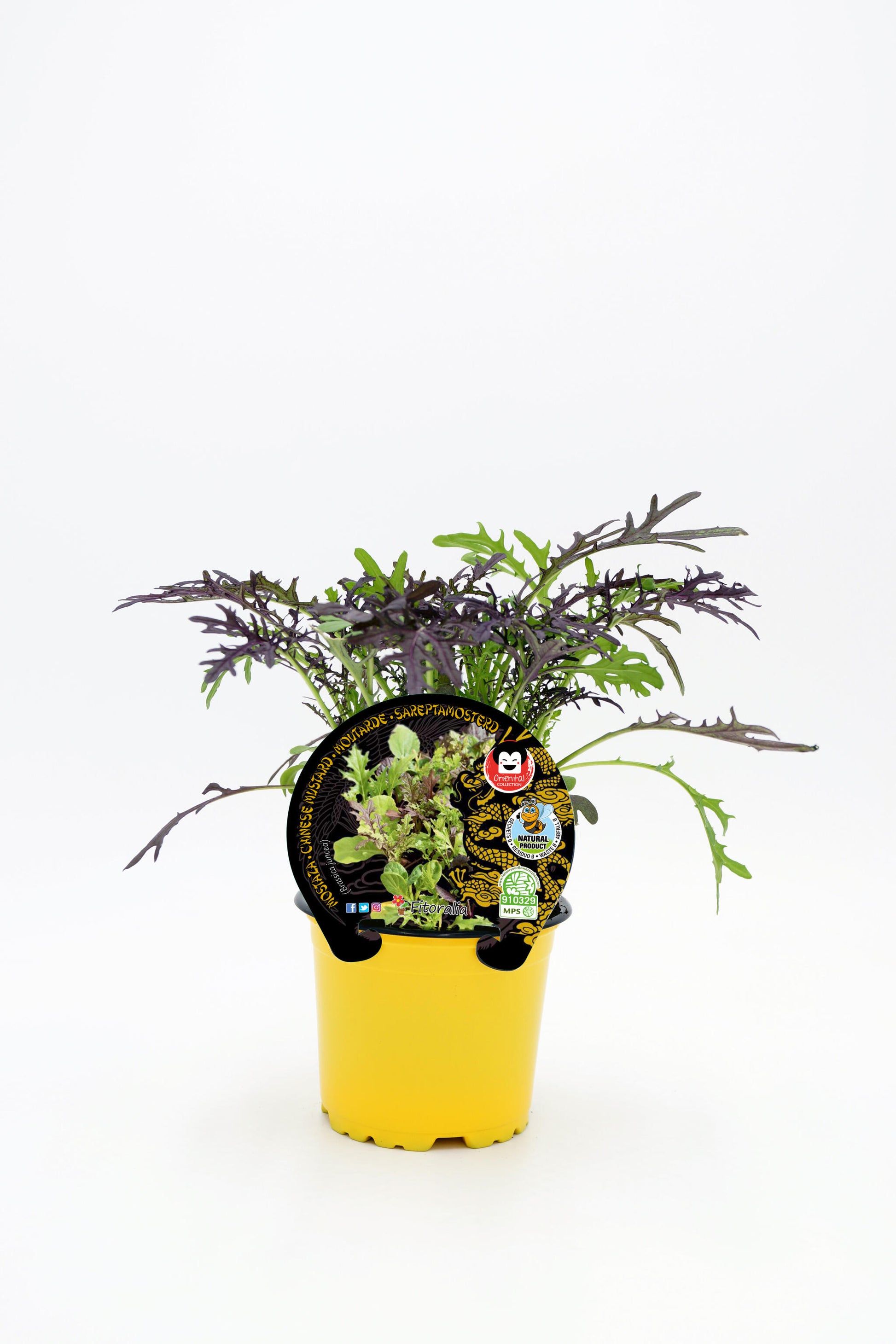 Plantón Mostaza En Maceta 10,5 Cm. Natural - Fitoralia_0