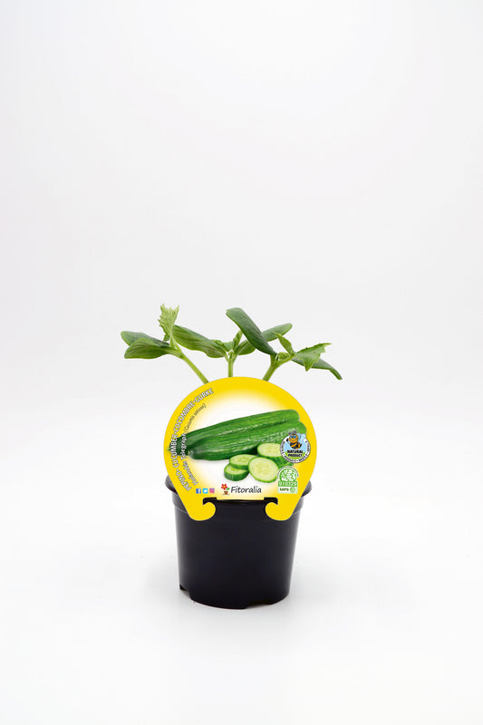 Plantón Pepino Holandés En Maceta 10,5 Cm. Natural - Fitoralia_0