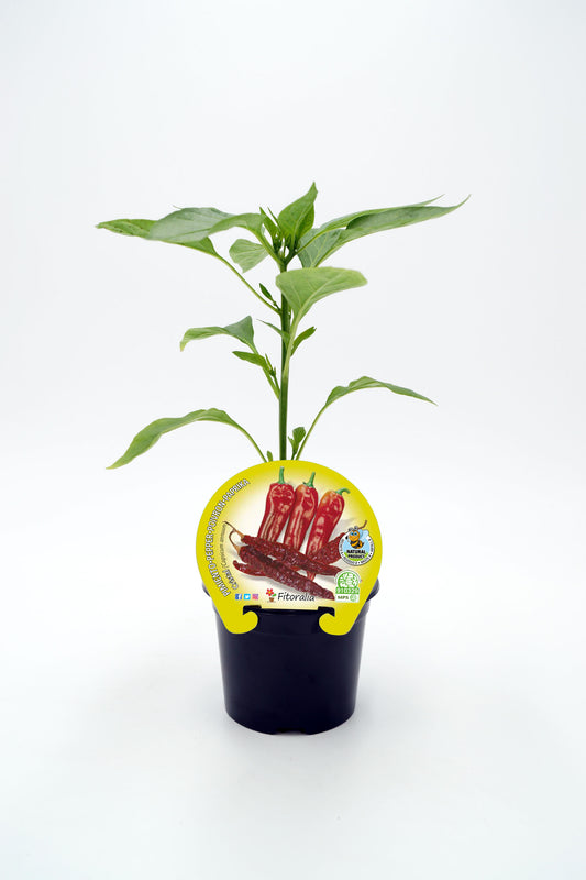 Plantón Pimiento Cristal En Maceta 10,5 Cm. Natural - Fitoralia_0