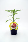 Plantón Pimiento Cristal En Maceta 10,5 Cm. Natural - Fitoralia