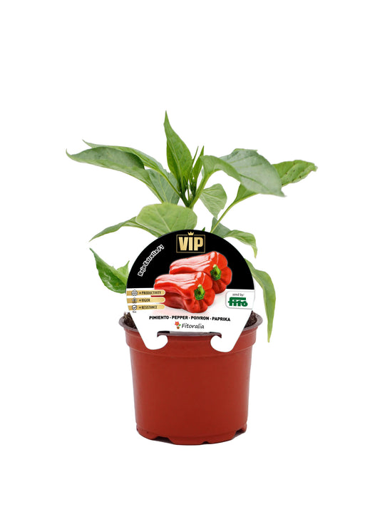 Plantón Pimiento Estrella Híbrido En Maceta De 12 Cm. Natural – Fitoralia_0