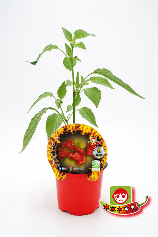 Plantón Pimiento Picante Campanilla En Maceta 10,5 Cm. Natural - Fitoralia_0