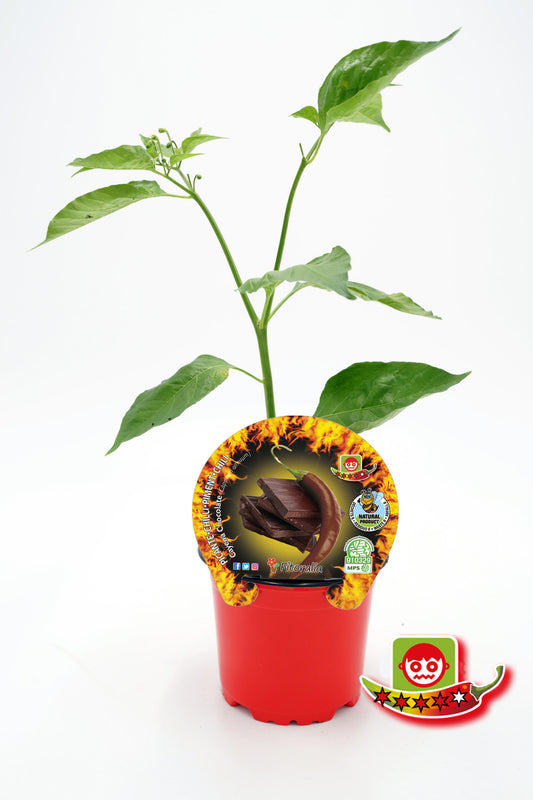 Plantón Pimiento Picante Cayena Chocolate En Maceta 10,5 Cm. Natural - Fitoralia_0