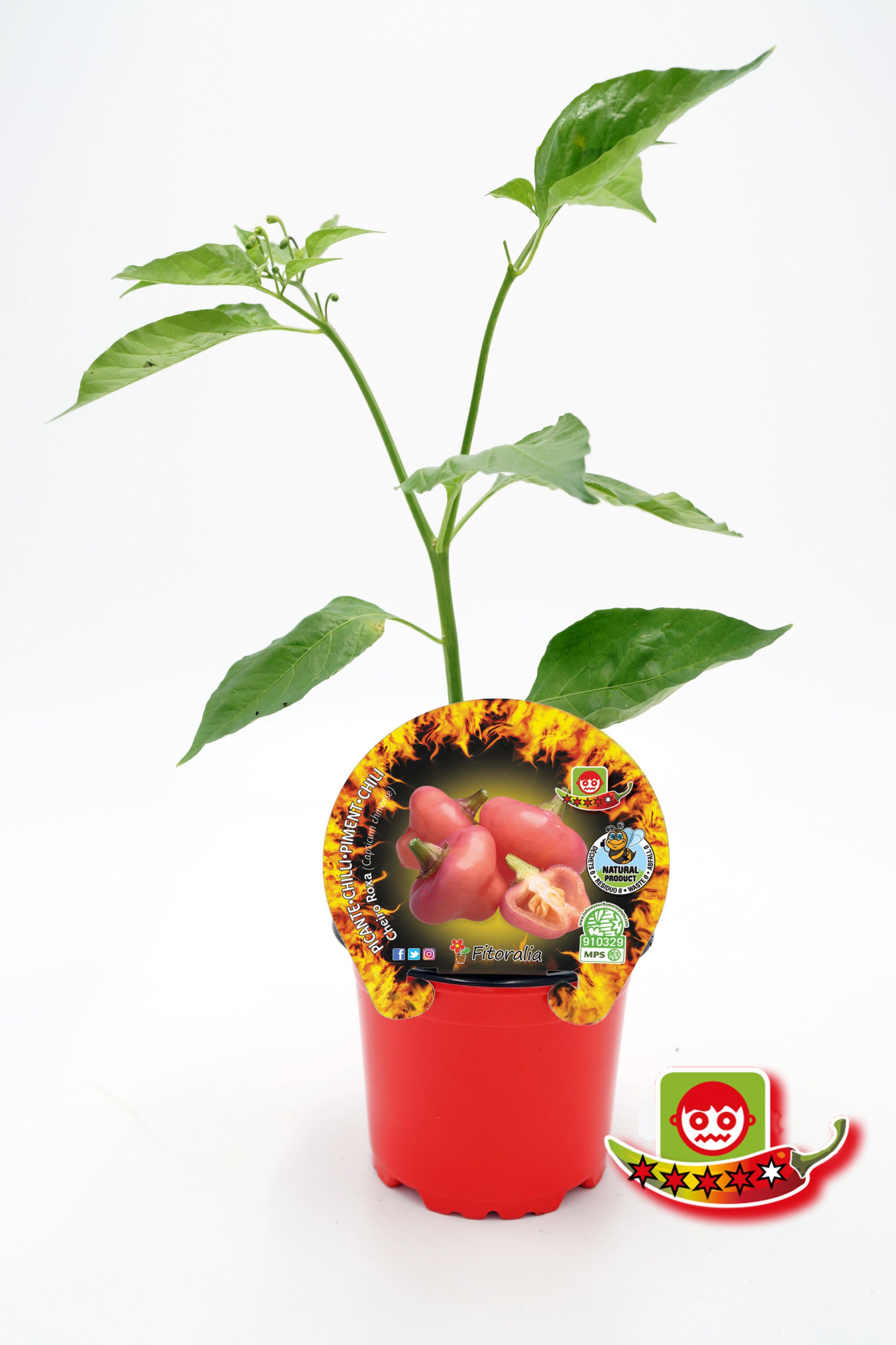Plantón Pimiento Picante Cheiro Roxa En Maceta 10,5 Cm. Natural - Fitoralia_0