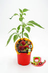 Plantón Pimiento Picante Cherry Bomb En Maceta 10,5 Cm. Natural - Fitoralia