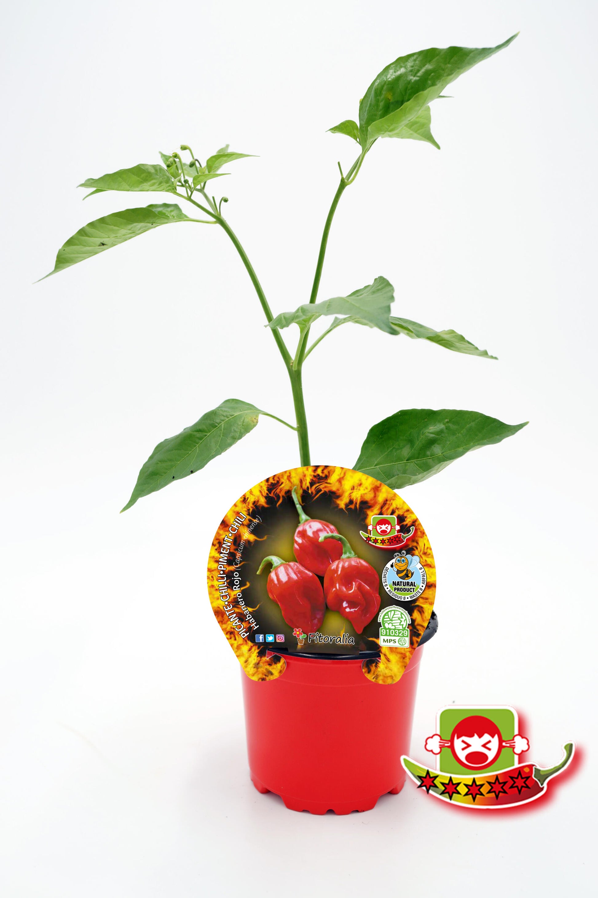 Plantón Pimiento Picante Habanero Rojo En Maceta 10,5 Cm. Natural - Fitoralia_0