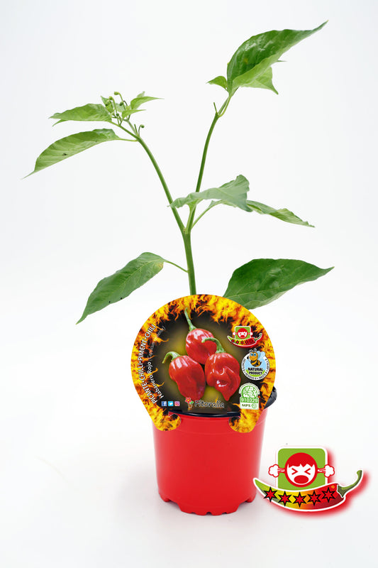 Plantón Pimiento Picante Habanero Rojo En Maceta 10,5 Cm. Natural - Fitoralia_0