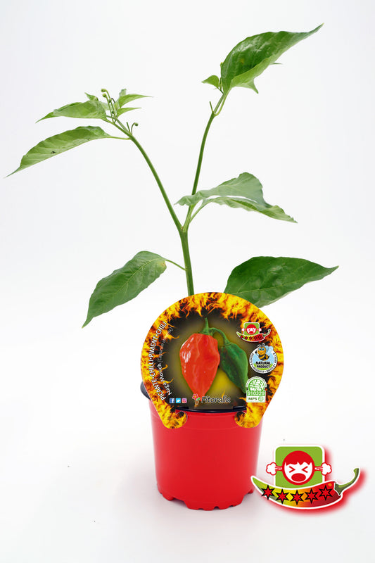 Plantón Pimiento Picante Naga Morich En Maceta 10,5 Cm. Natural - Fitoralia_0