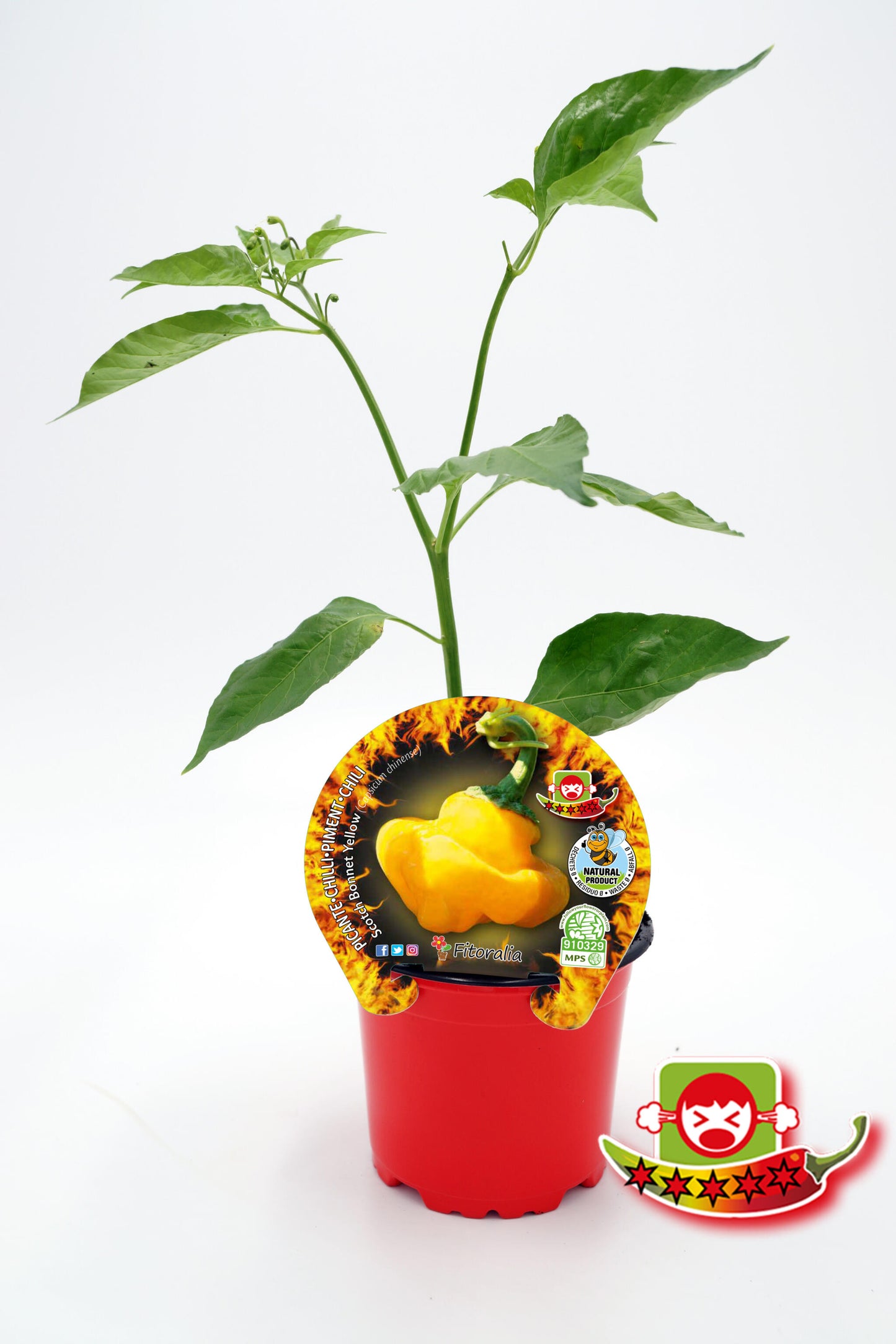 Plantón Pimiento Picante Scotch Bonnet Yellow En Maceta 10,5 Cm. Natural - Fitoralia_0