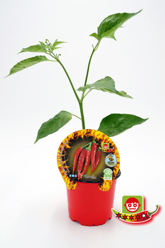 Plantón Pimiento Picante Thai En Maceta 10,5 Cm. Natural - Fitoralia_0