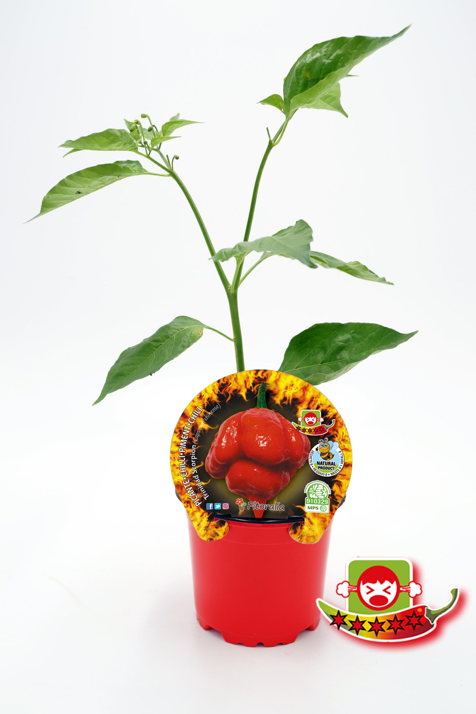 Plantón Pimiento Picante Trinidad Scorpion En Maceta 10,5 Cm. Natural - Fitoralia_0