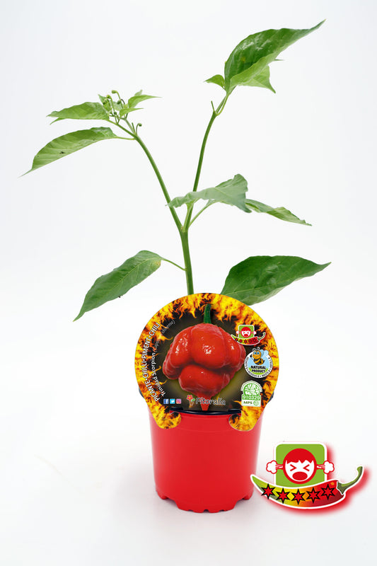 Plantón Pimiento Picante Trinidad Scorpion En Maceta 10,5 Cm. Natural - Fitoralia_0