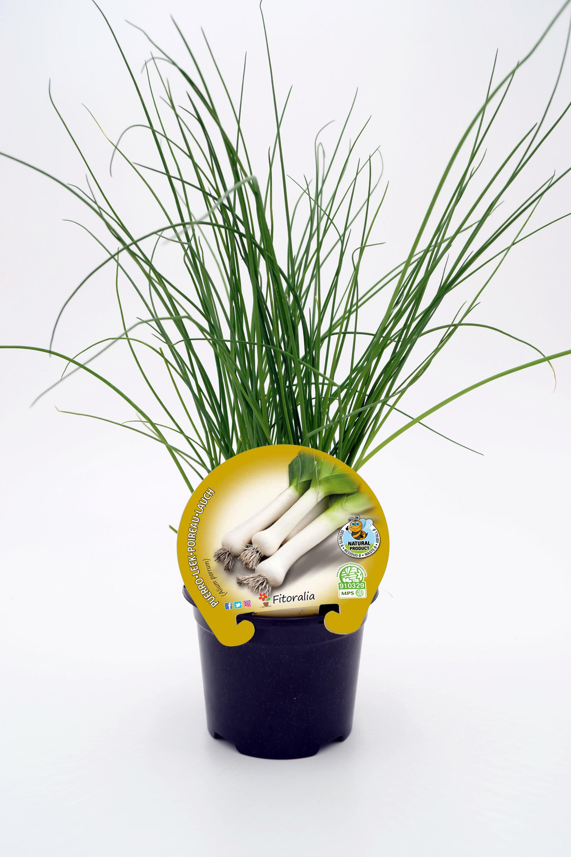 Plantón Puerro En Maceta 10,5 Cm. Natural - Fitoralia_0