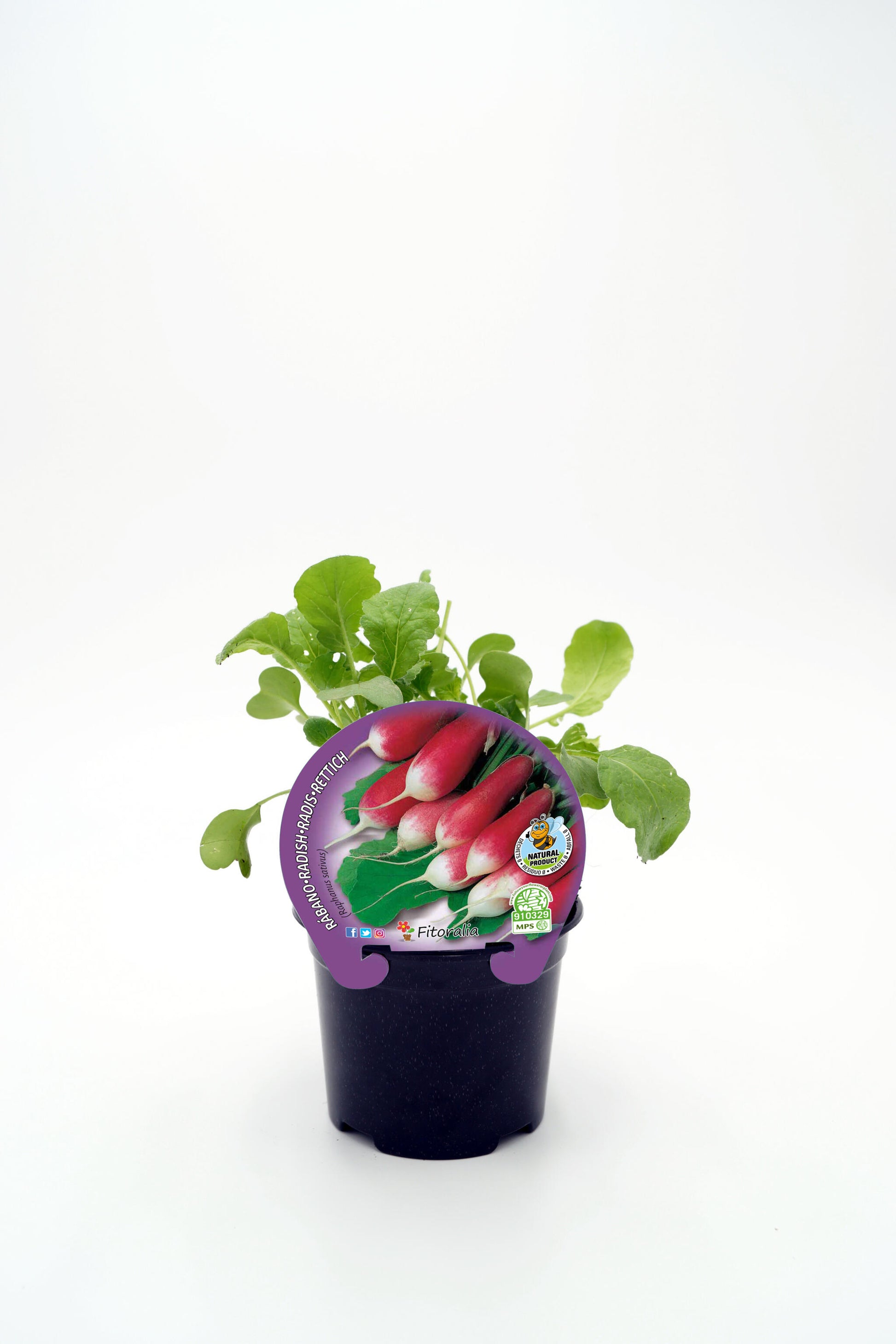 Plantón Rabanito De Punta Blanca En Maceta 10,5 Cm. Natural - Fitoralia_0