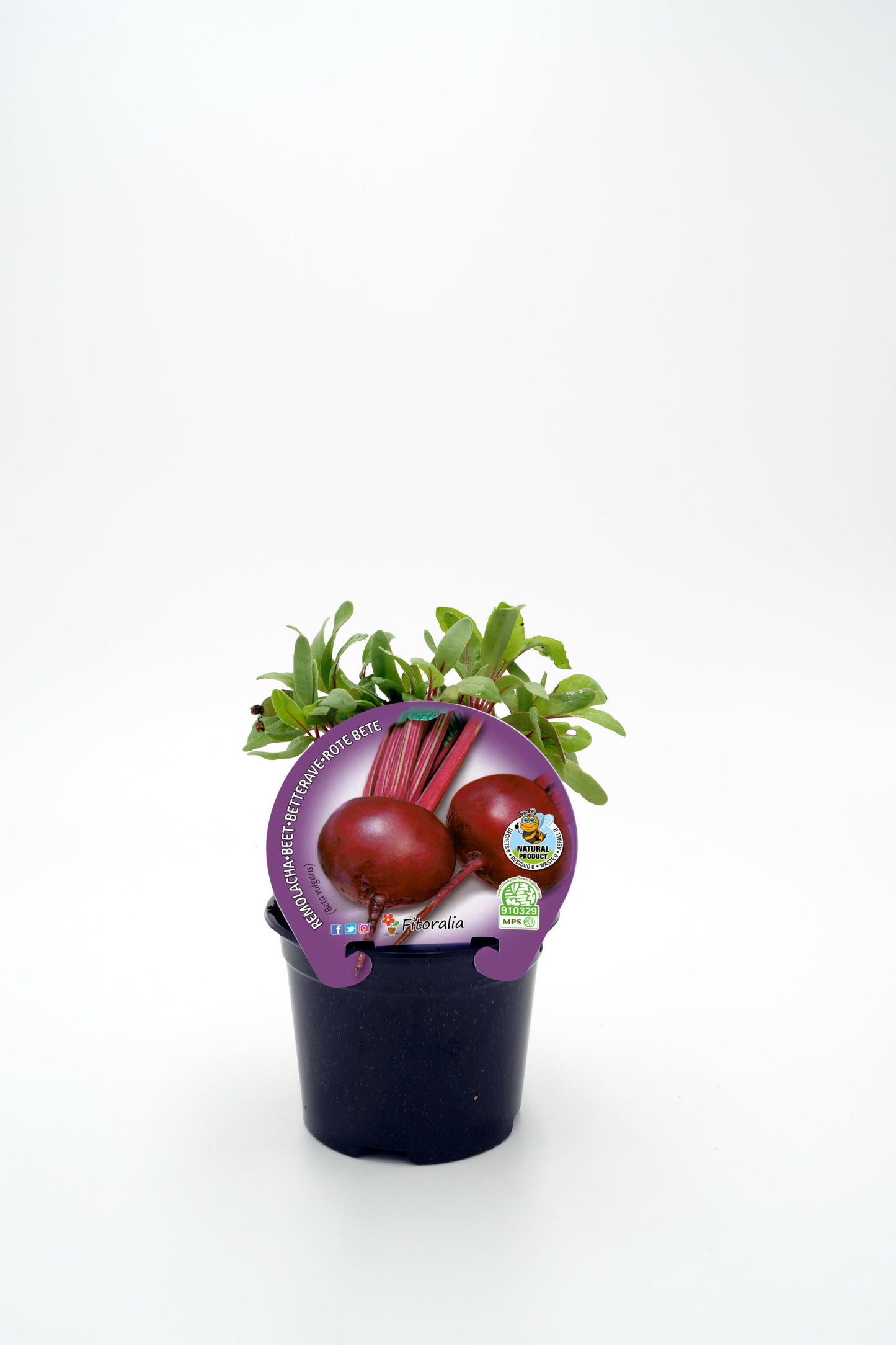 Plantón Remolacha En Maceta 10,5 Cm. Natural - Fitoralia_0