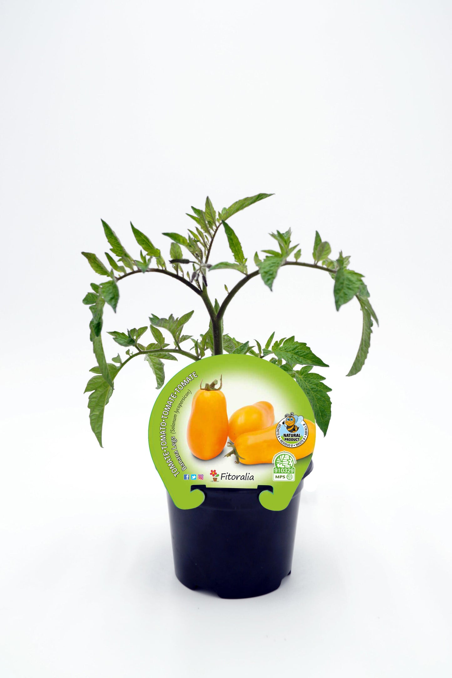 Plantón Tomate Banana Legs En Maceta 10,5 Cm. Natural - Fitoralia_0