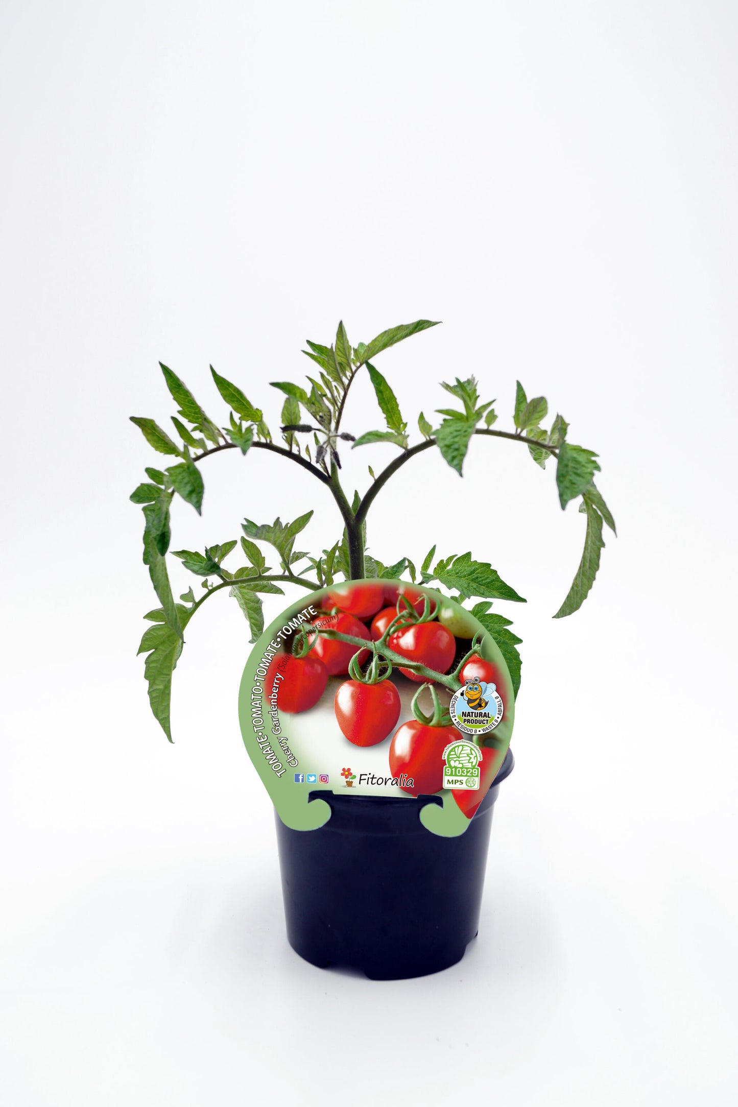 Plantón Tomate Cherry Garden Berry En Maceta 10,5 Cm. Natural - Fitoralia_0