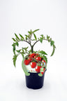 Plantón Tomate Cherry Garden Berry En Maceta 10,5 Cm. Natural - Fitoralia