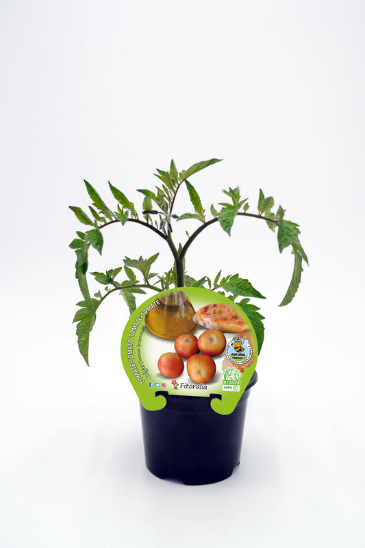 Plantón Tomate Colgar En Maceta 10,5 Cm. Natural - Fitoralia_0
