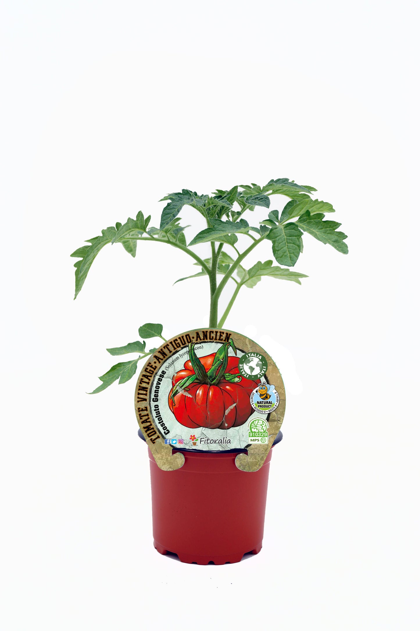 Plantón Tomate Costoluto Genovese En Maceta 10,5 Cm. Natural - Fitoralia_0