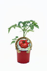 Plantón Tomate Feo Tudela En Maceta 10,5 Cm. Natural - Fitoralia