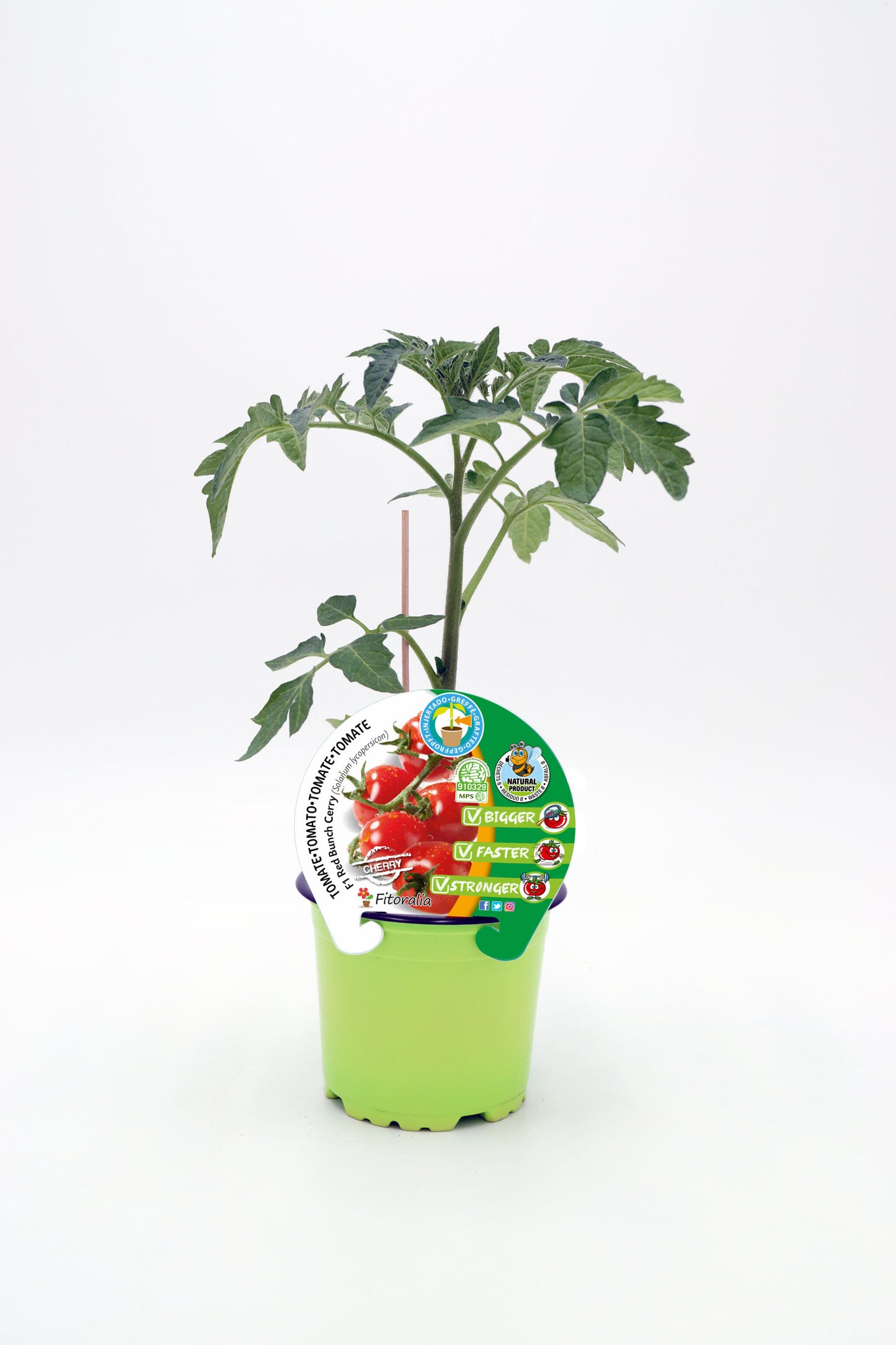 Plantón Tomate Injertado Red Cherry En Maceta 12 Cm. Natural - Fitoralia_0