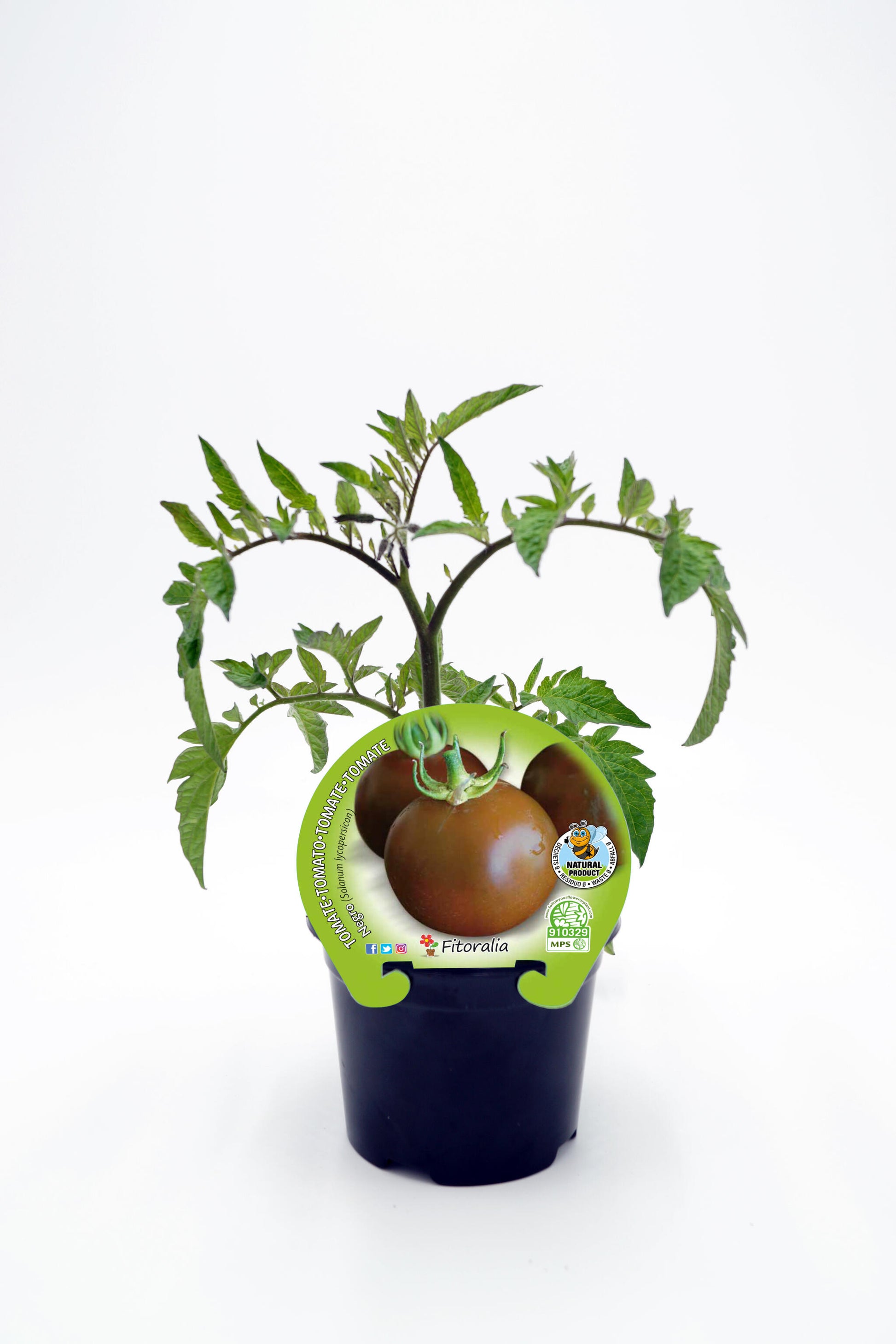Plantón Tomate Negro En Maceta 10,5 Cm. Natual - Fitoralia_0