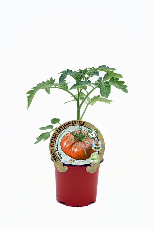 Plantón Tomate Negro Ruso En Maceta 10,5 Cm. Natural - Fitoralia_0