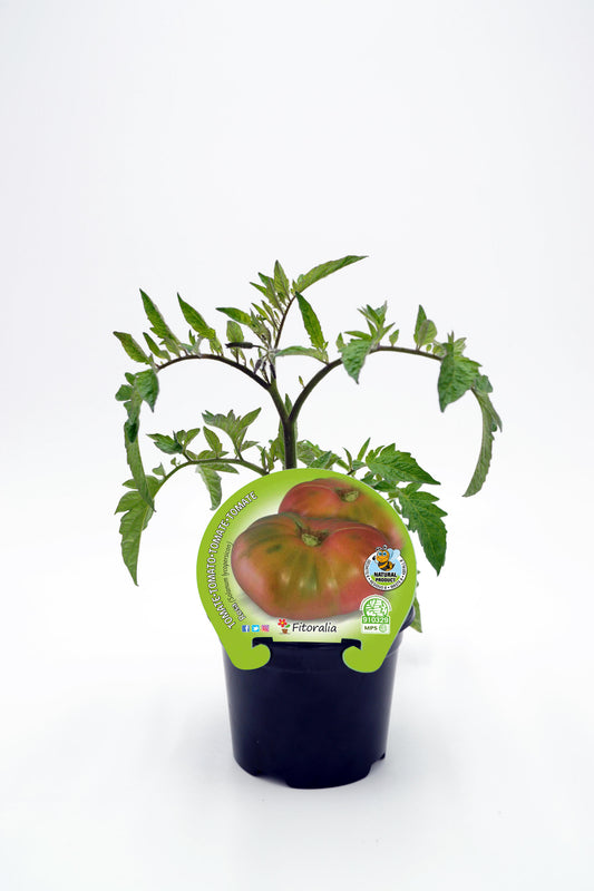 Plantón Tomate Rosa En Maceta 10,5 Cm. Natural - Fitoralia_0