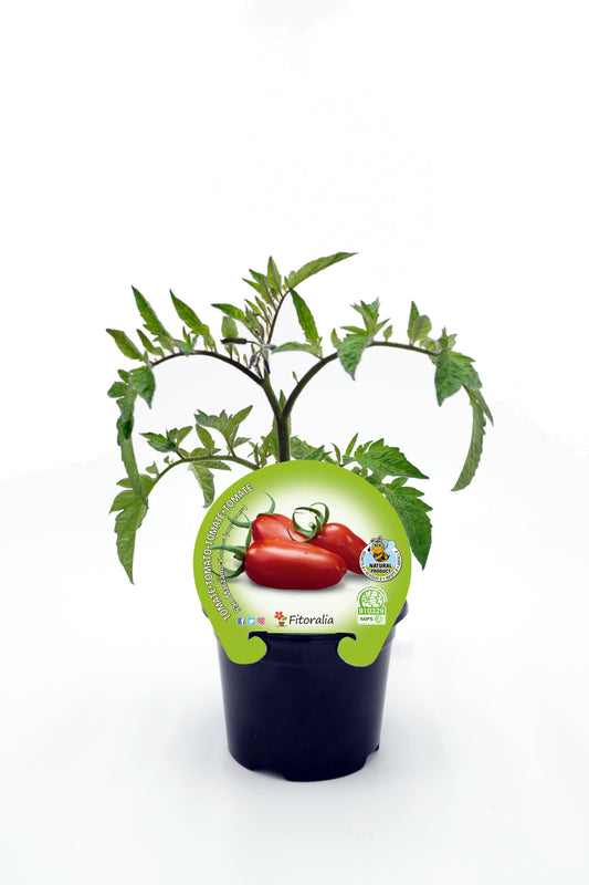 Plantón Tomate San Marzano En Maceta 10,5 Cm. Natural - Fitoralia_0