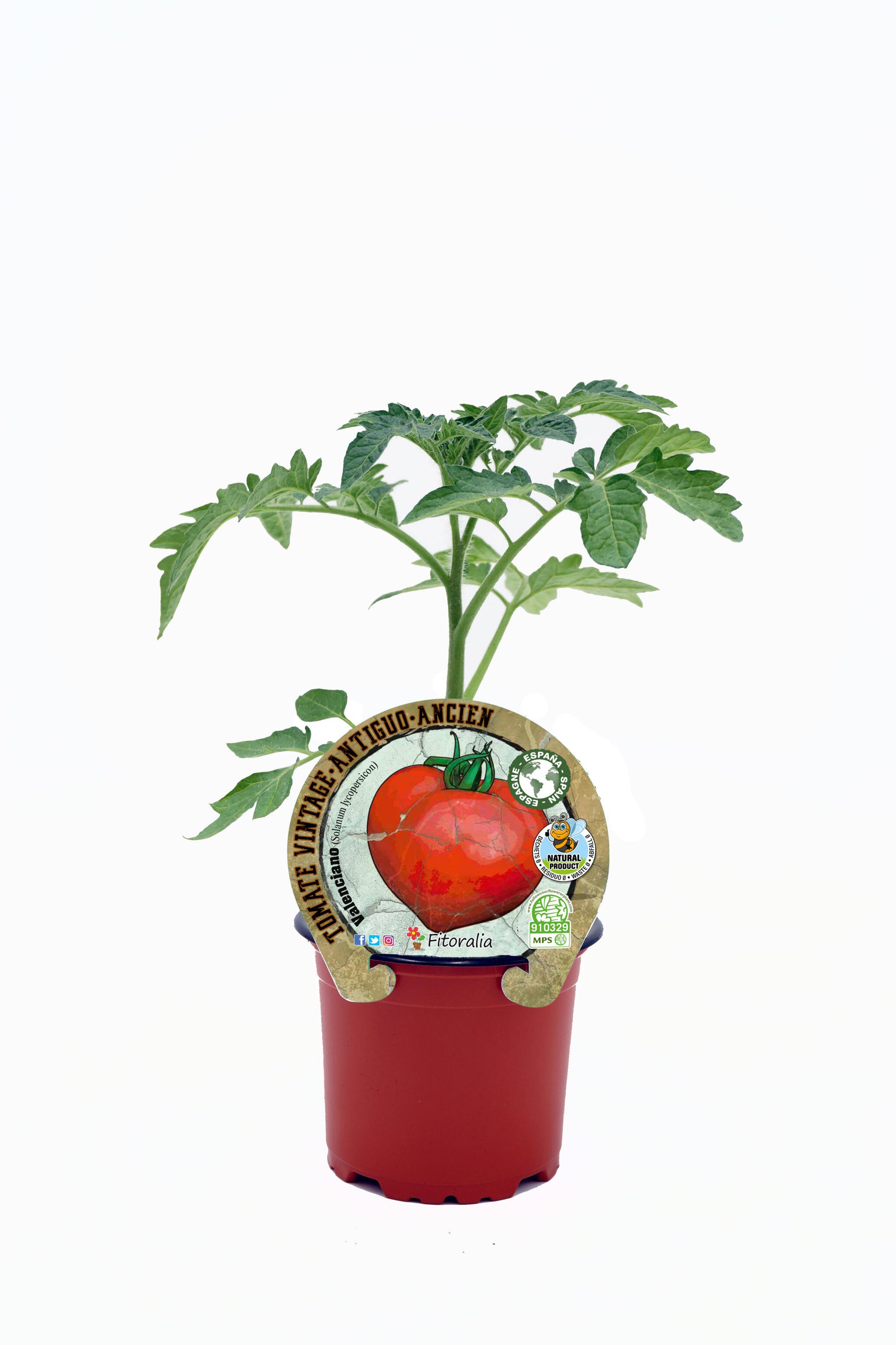 Plantón Tomate Valenciano En Maceta 10,5 Cm. Natural - Fitoralia_0