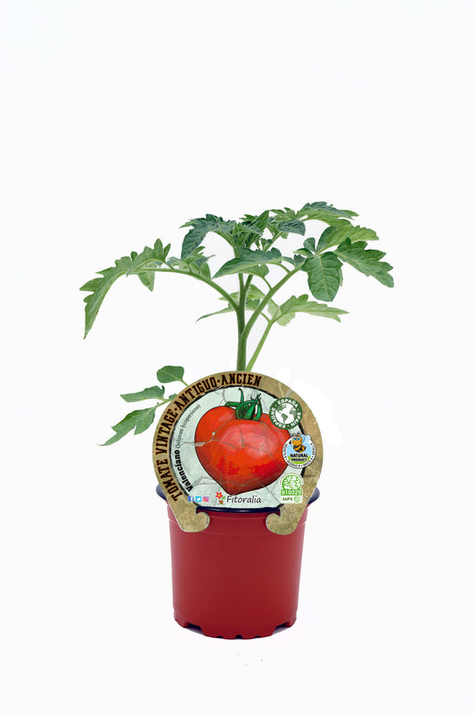 Plantón Tomate Valenciano En Maceta 10,5 Cm. Natural - Fitoralia_0