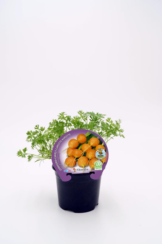 Plantón Zanahoria París Natural En Maceta 10,5 Cm. - Fitoralia_0