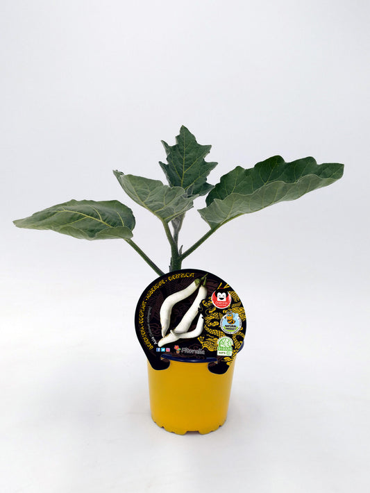 Plantón berenjena Asia en maceta 10,5 cm. natural - Fitoralia_0