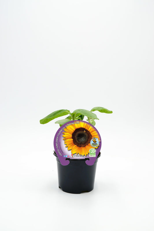 Plantón girasol pipas en maceta 10,5 cm. natural - Fitoralia_0