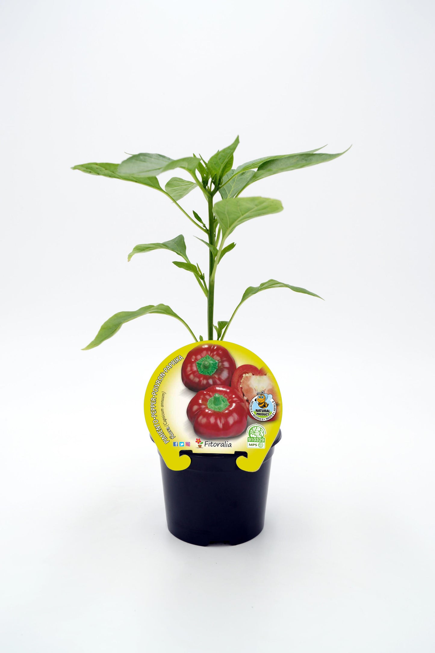 Plantón ñora en maceta 10,5 cm. natural - Fitoralia_0