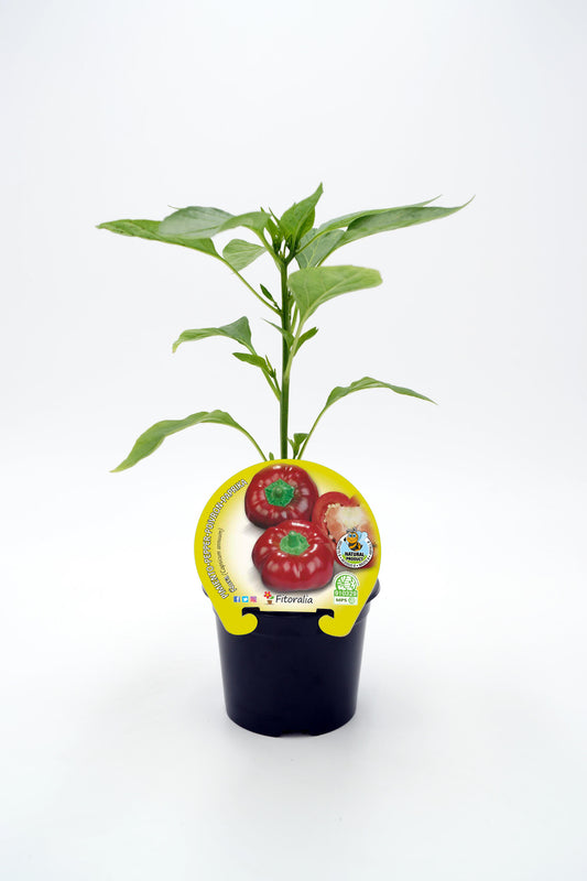 Plantón ñora en maceta 10,5 cm. natural - Fitoralia_0