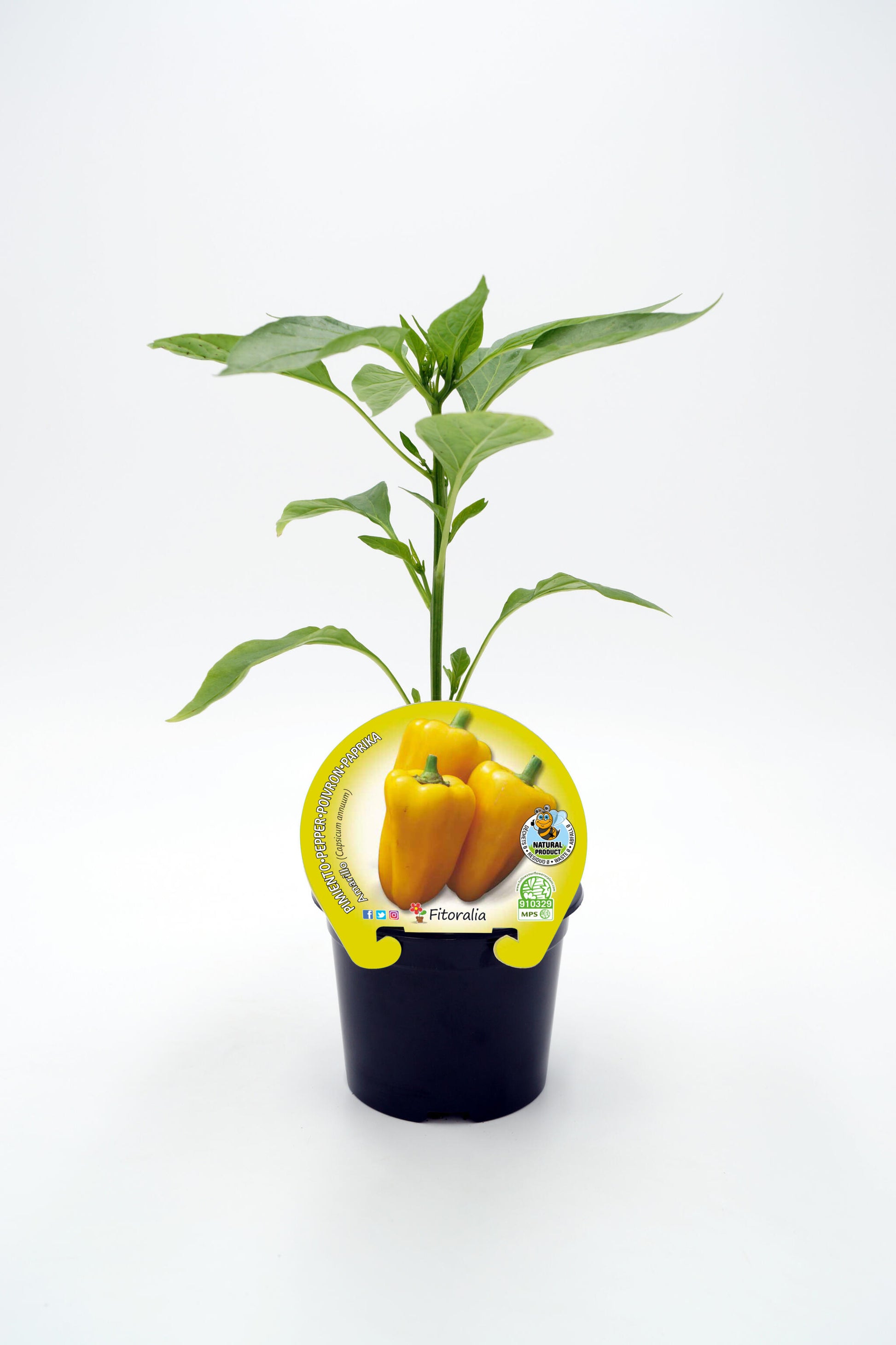 Plantón pimiento amarillo en maceta 10,5 cm. natural - Fitoralia_0