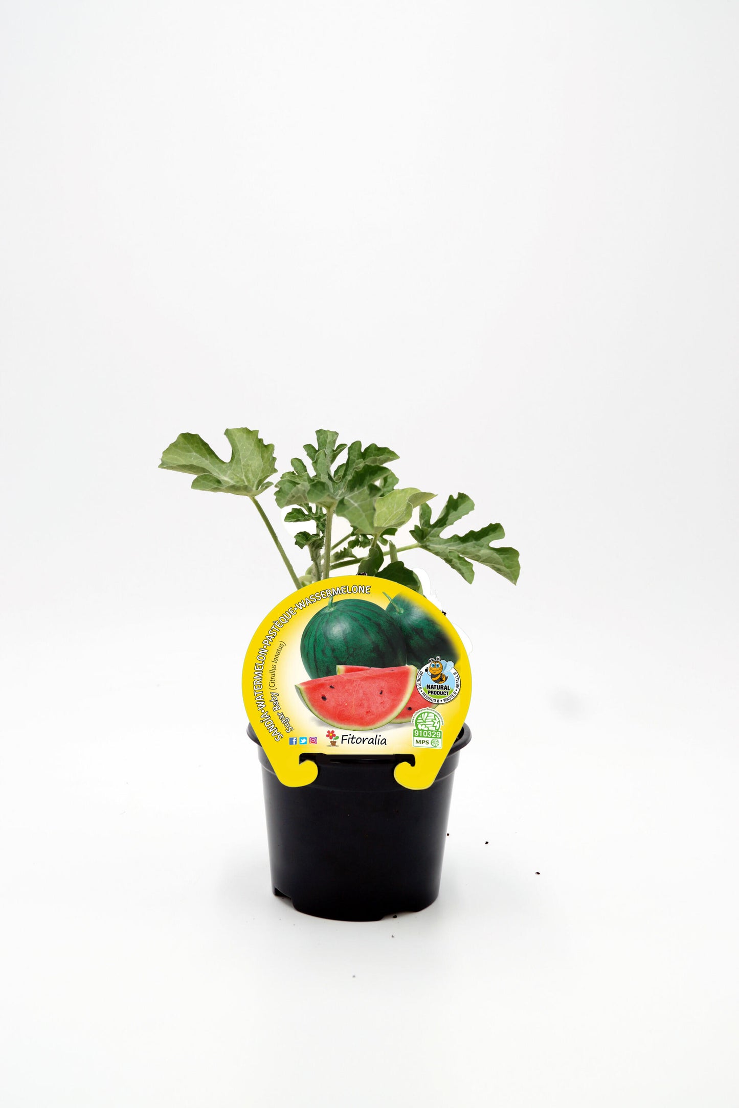 Plantón sandía Sugar Baby en maceta 10,5 cm. natural - Fitoralia_0