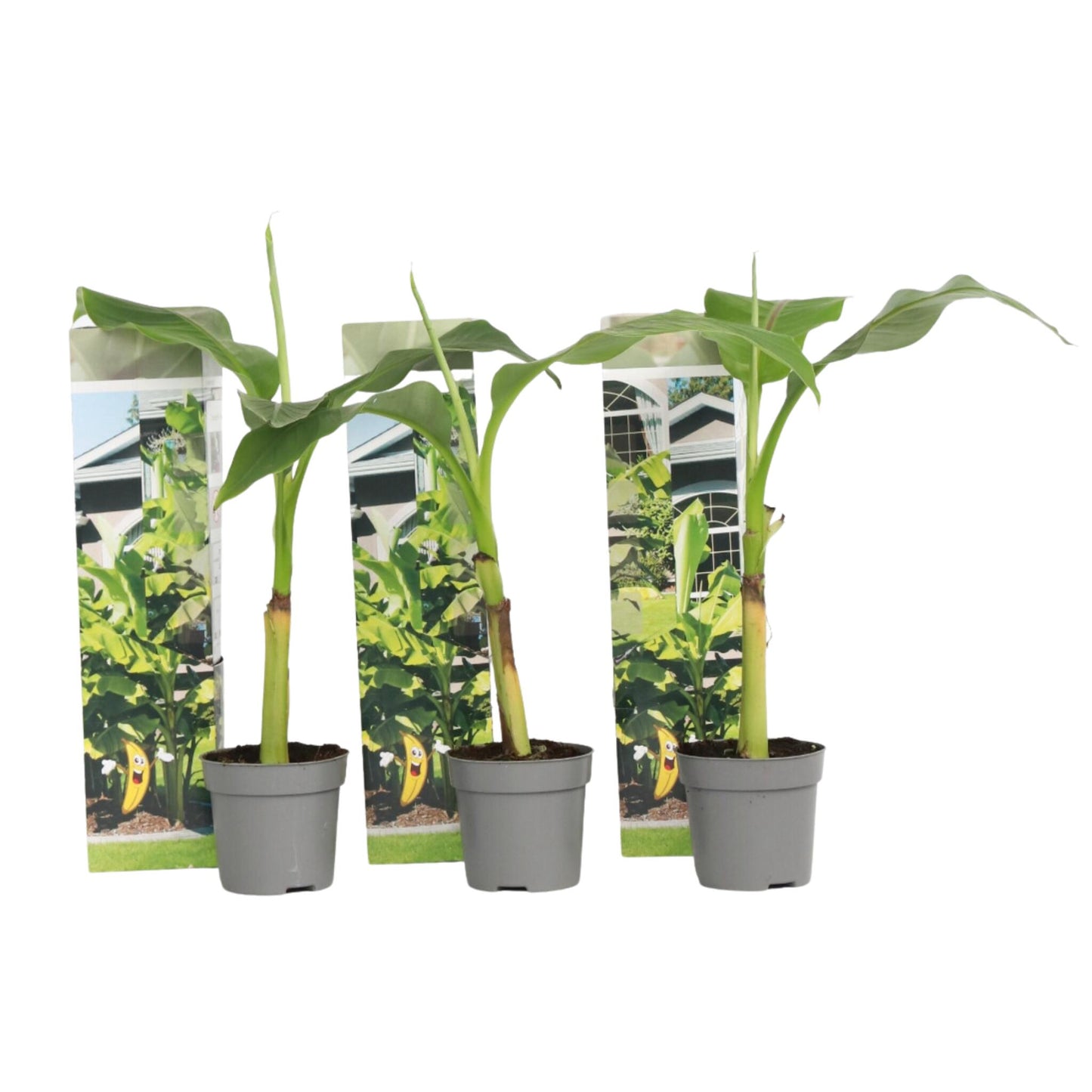 Platanera - 3 Pzs - Musa Basjoo - Altura 25-40cm - ⌀9cm_0