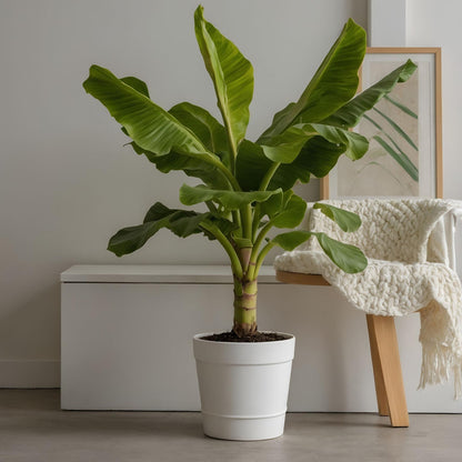 Platanera - Musa Basjoo - Altura 55-70cm - ⌀21cm_1