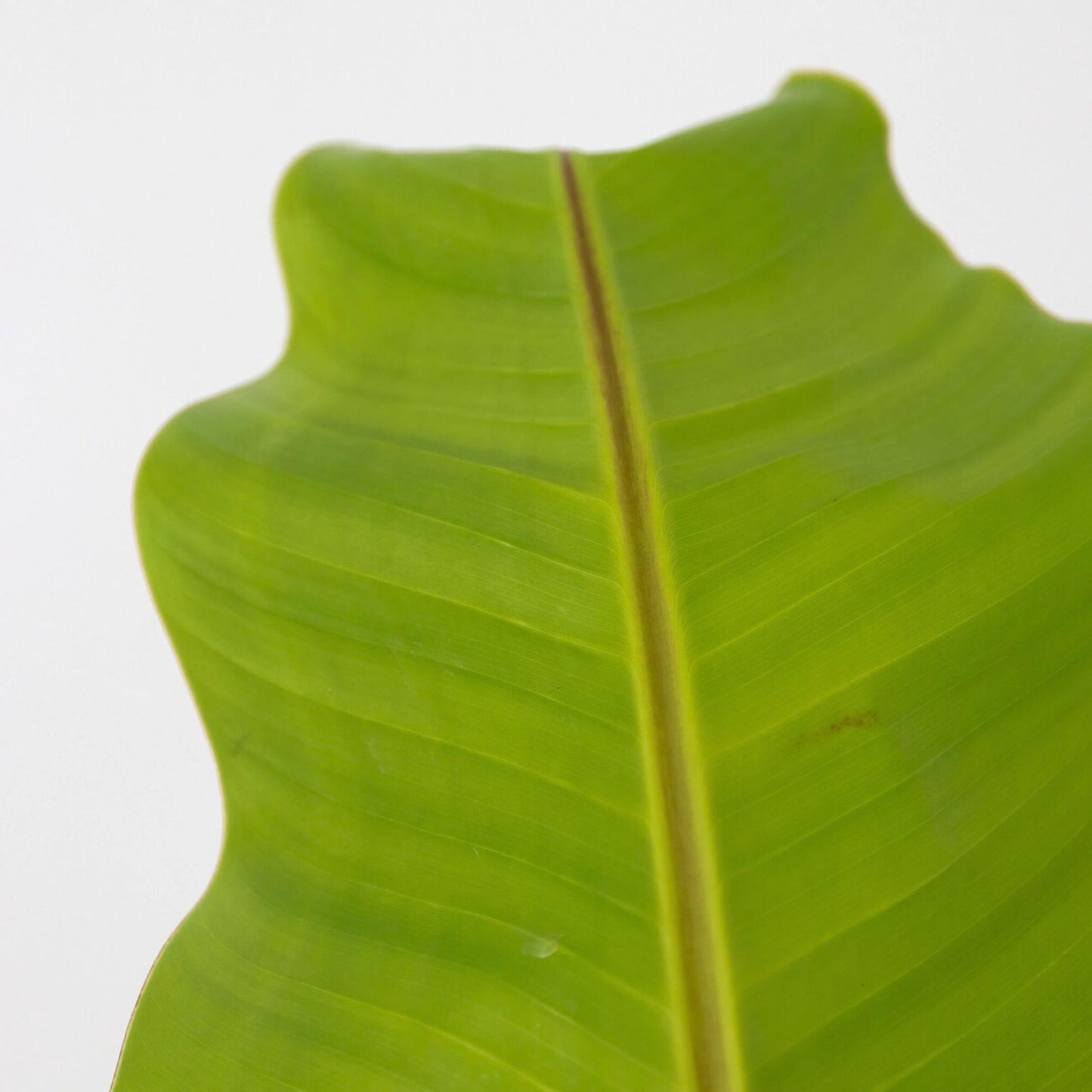 Platanera - Musa Basjoo - Altura 55-70cm - ⌀21cm_3