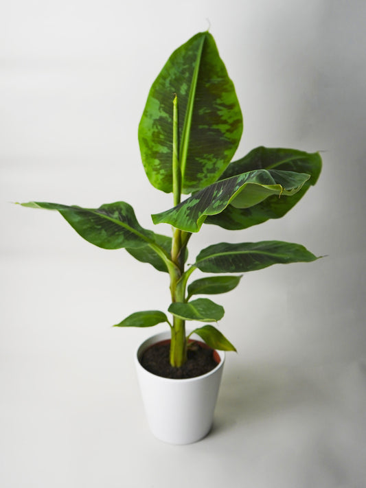 Platanera o Musa | Altura 100cm - Maceta 21cm_0