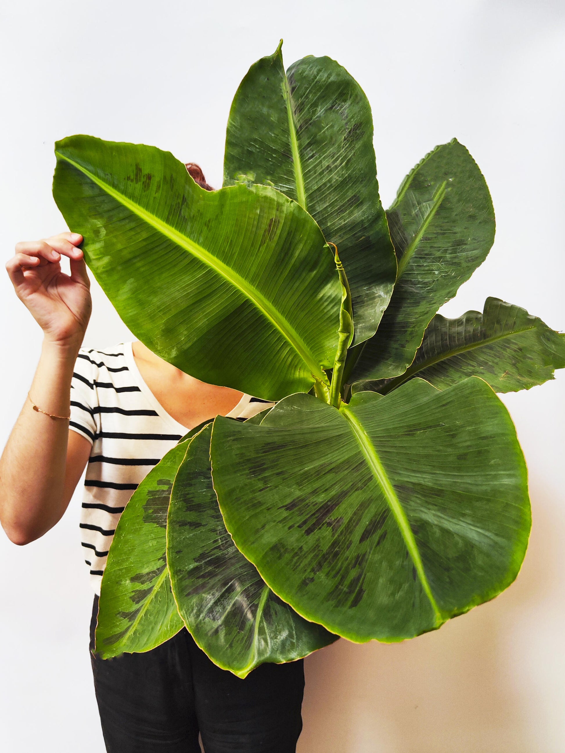 Platanera o Musa | Altura 100cm - Maceta 21cm_1