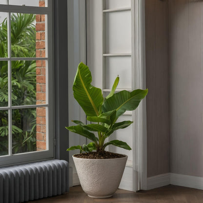 Plátano Enano - 2 Pzs - Musa 'oriental Dwarf' - Altura 25-40cm - ⌀12cm_1